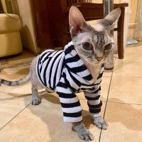DIEGO hoodie «Смужка» - s