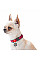 Ошейник для собак нейлоновый WAUDOG Nylon с QR паспортом, рисунок "Арбуз", металлическая пряжка-фастекс, Ш 20 мм, Длин 28-40 см